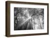 The Trees Have Eyes-Tim Oldford-Framed Photographic Print