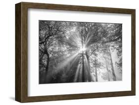 The Trees Have Eyes-Tim Oldford-Framed Photographic Print