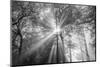 The Trees Have Eyes-Tim Oldford-Mounted Photographic Print