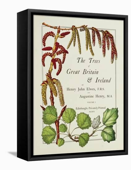 The Trees of Great Britain and Ireland, Volume 1-Henry John and Augustine Elwes and Henry-Framed Stretched Canvas