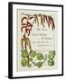 The Trees of Great Britain and Ireland, Volume 1-Henry John and Augustine Elwes and Henry-Framed Giclee Print