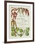 The Trees of Great Britain and Ireland, Volume 1-Henry John and Augustine Elwes and Henry-Framed Giclee Print