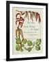 The Trees of Great Britain and Ireland, Volume 1-Henry John and Augustine Elwes and Henry-Framed Giclee Print