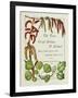 The Trees of Great Britain and Ireland, Volume 1-Henry John and Augustine Elwes and Henry-Framed Giclee Print