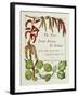 The Trees of Great Britain and Ireland, Volume 1-Henry John and Augustine Elwes and Henry-Framed Giclee Print