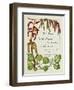 The Trees of Great Britain and Ireland, Volume 1-Henry John and Augustine Elwes and Henry-Framed Premium Giclee Print