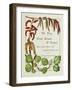 The Trees of Great Britain and Ireland, Volume 1-Henry John and Augustine Elwes and Henry-Framed Giclee Print