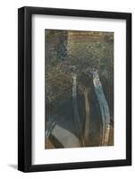 The Trees of Life I-Doug Chinnery-Framed Photographic Print