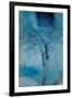 The Trees of Life III-Doug Chinnery-Framed Photographic Print