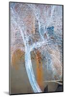 The Trees of Life VII-Doug Chinnery-Mounted Photographic Print