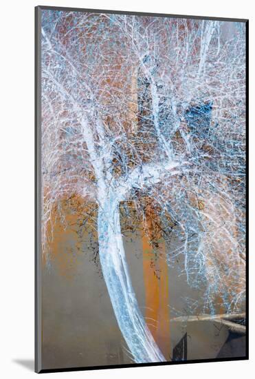 The Trees of Life VII-Doug Chinnery-Mounted Photographic Print