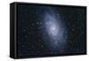 The Triangulum Galaxy-null-Framed Stretched Canvas