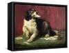 The Trickster-Edwin Henry Landseer-Framed Stretched Canvas