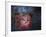 The Trifid Nebula-Stocktrek Images-Framed Photographic Print