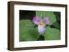 The trillium is a perennial flowering plant native to temperate regions of North America and Asia.-Mallorie Ostrowitz-Framed Photographic Print
