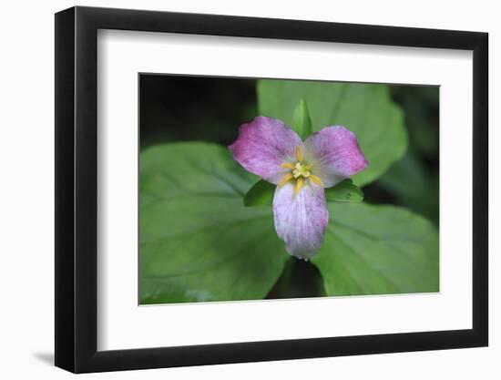 The trillium is a perennial flowering plant native to temperate regions of North America and Asia.-Mallorie Ostrowitz-Framed Photographic Print