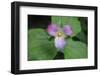 The trillium is a perennial flowering plant native to temperate regions of North America and Asia.-Mallorie Ostrowitz-Framed Photographic Print