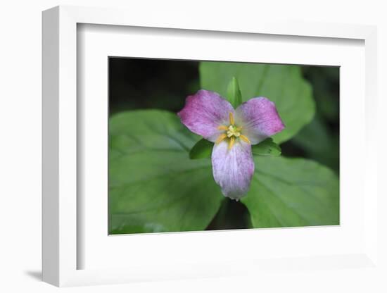 The trillium is a perennial flowering plant native to temperate regions of North America and Asia.-Mallorie Ostrowitz-Framed Photographic Print