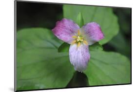 The trillium is a perennial flowering plant native to temperate regions of North America and Asia.-Mallorie Ostrowitz-Mounted Photographic Print