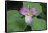 The trillium is a perennial flowering plant native to temperate regions of North America and Asia.-Mallorie Ostrowitz-Framed Stretched Canvas