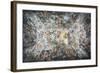 The Triumph of Divine Providence, 1632-1639-null-Framed Giclee Print