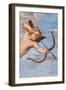 The Triumph of Galatea, 1513-14 (Fresco) (Detail of 2646174)-Raphael (1483-1520)-Framed Giclee Print