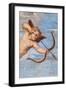 The Triumph of Galatea, 1513-14 (Fresco) (Detail of 2646174)-Raphael (1483-1520)-Framed Giclee Print