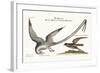 The Tropick Bird. the Storm-Finck or Pittrel, 1749-73-Mark Catesby-Framed Giclee Print