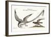 The Tropick Bird. the Storm-Finck or Pittrel, 1749-73-Mark Catesby-Framed Giclee Print