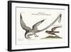 The Tropick Bird. the Storm-Finck or Pittrel, 1749-73-Mark Catesby-Framed Giclee Print