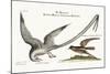 The Tropick Bird. the Storm-Finck or Pittrel, 1749-73-Mark Catesby-Mounted Giclee Print