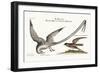 The Tropick Bird. the Storm-Finck or Pittrel, 1749-73-Mark Catesby-Framed Giclee Print