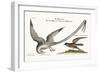 The Tropick Bird. the Storm-Finck or Pittrel, 1749-73-Mark Catesby-Framed Giclee Print