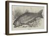 The Trout-null-Framed Giclee Print