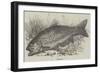 The Trout-null-Framed Giclee Print