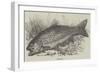 The Trout-null-Framed Giclee Print