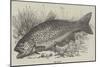 The Trout-null-Mounted Giclee Print