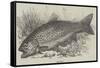 The Trout-null-Framed Stretched Canvas