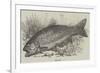 The Trout-null-Framed Giclee Print