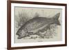 The Trout-null-Framed Giclee Print