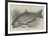 The Trout-null-Framed Giclee Print