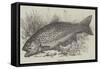 The Trout-null-Framed Stretched Canvas