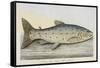 The Trout-E. Albin-Framed Stretched Canvas