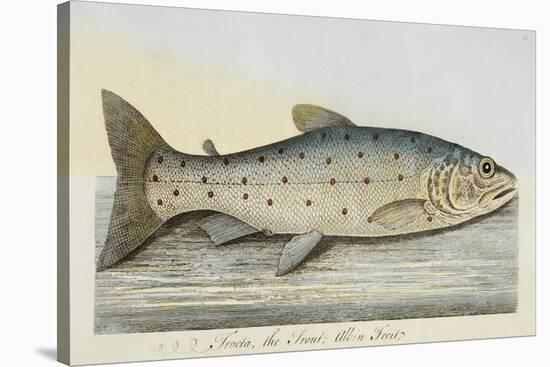 The Trout-E. Albin-Stretched Canvas