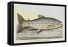 The Trout-E. Albin-Framed Stretched Canvas