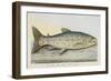 The Trout-E. Albin-Framed Giclee Print