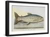 The Trout-E. Albin-Framed Giclee Print