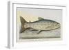 The Trout-E. Albin-Framed Giclee Print