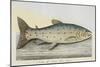 The Trout-E. Albin-Mounted Giclee Print