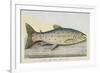 The Trout-E. Albin-Framed Giclee Print